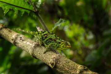 Naklejka na ściany i meble Three horned chameleon in Uganda nature. Trioceros johnstoni camouflage in nature. African safari. 