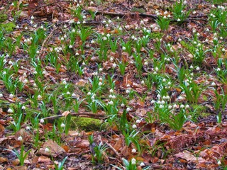 Field of white blooming spring snowflake (Leucojum vernum) wild flowers covering the forest floor