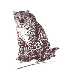 Leopard Vector drawing illustration black and white engrave isolated illustration