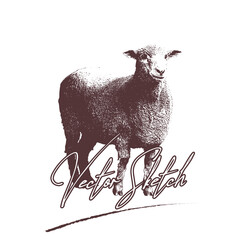 sheep Vector drawing illustration black and white engrave isolated illustration