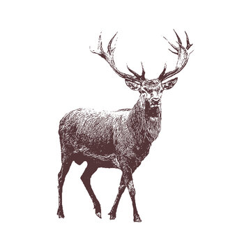 deer Vector drawing illustration black and white engrave isolated illustration