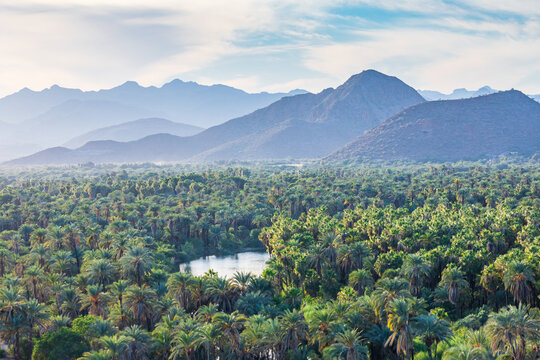 An oasis pond in palm trees near Mulege in Baja.
