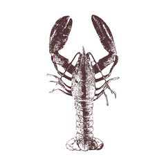 lobster Vector drawing illustration black and white engrave isolated illustration