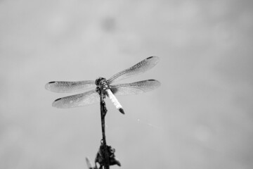 dragonfly on a branch