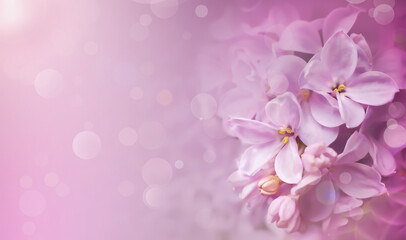Naklejka na ściany i meble Abstract soft focus floral background with bokeh , spring lilac pink flowers