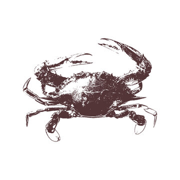 recommend clip art: crab Vector drawing illustration black and white engrave isolated illustration