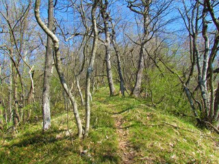 Path leading through a mana ash and sessile oak forest in Slovenia with frest spring vegetation covering the ground