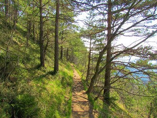 Obraz premium Path leading through a scots pine forest in Slovenia with fresh spring vegetation covering the slopes