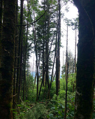 Naklejka premium morning in the woods