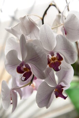 Fototapeta na wymiar Flower of the beautiful white-pink orchid Phalaenopsis