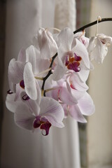 Flower of the beautiful white-pink orchid Phalaenopsis