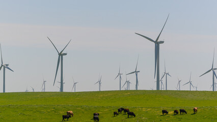 Field full of renewable energy wind turbines 