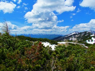 View of creeping pine and snow covered alpine landscape bellow Debela pec in Julian alps and...