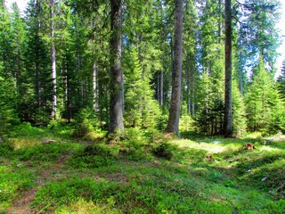 Spruce forest at Pokljuka in Triglav national park, Slovenia with sun shining on the groud
