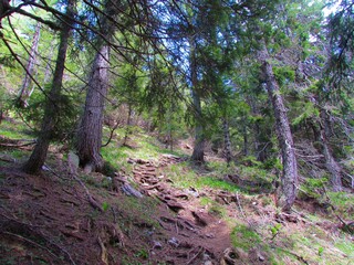 Path leading through a spruce and larch forest towards Goli Vrh above Jezersko, Slovenia