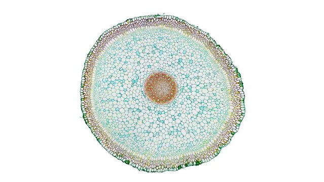 zoom in cross section cut slice of plant stem under the microscope &ndash; microscopic view of plant cells for botanic education &ndash; high quality animation