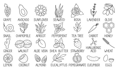 Hand drawn set of natural cosmetic ingredients doodle. Healthy natural products: flowers, oils, herbs, snail, fruits and vegetables in sketch style. Vector illustration isolated on white background.