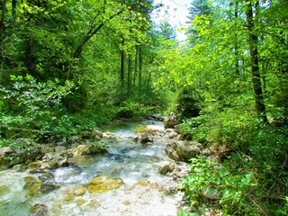 Fototapeta na wymiar Kamniska Bela creek in Kamniska Bistrica valley, Slovenia surrounded by a forest and aquatic riverside vegetation of the Petasites genus