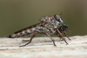 Assassin fly pierces a small insect with its proboscis 