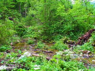 Creek surrounded by aquatic vegetation and a forest in Kamniska Bistrica, Slovenia with white flowers growing in the middle