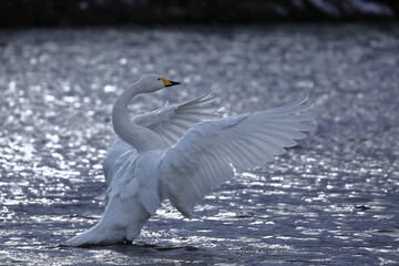 羽ばたく白鳥