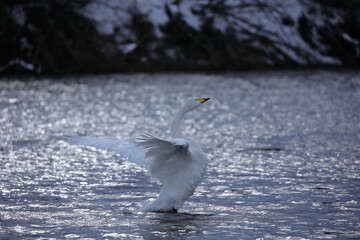 羽ばたく白鳥