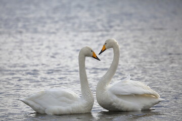Fototapeta premium 白鳥のカップル