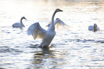 白鳥の羽ばたき（青森県）