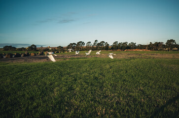 Obraz premium Grass field