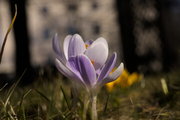 Crocus flowers (Crocus sativus) in a late afternoon sunlight, first signs of spring