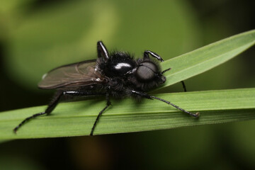Bibionidae are medium-sized flies with black body