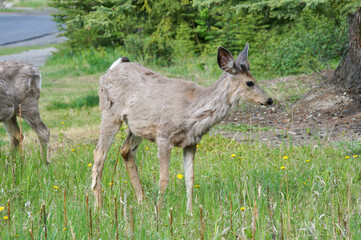 deer in the grass