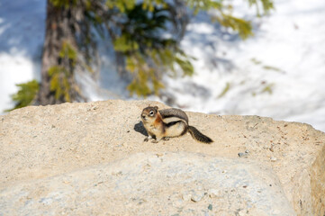 peyto lake