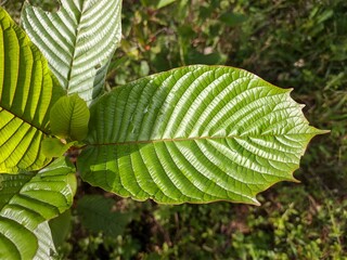 Kratom plants (Mitragyna speciosa) grows wild and fertile in the tropical nature Kalimantan