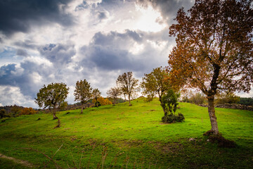 landscape with trees