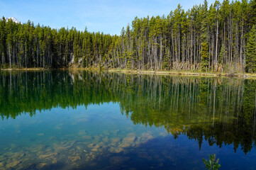 Obraz premium lake in the forest