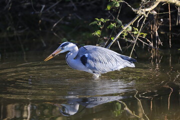 Grey heron with fish