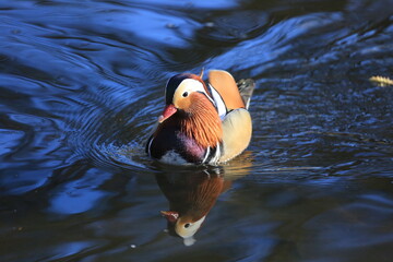 Mandarin duck on water