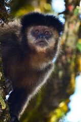 A black capuchin monkey (Sapajus nigritus) perched on a tree in the montane rainforest of the lower sector of Itatiaia National Park, Rio de Janeiro State, Brazil