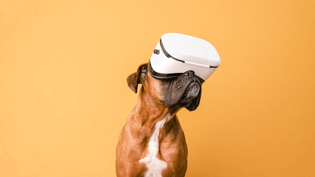 Boxer dog using VR glasses while standing over an isolated yellow background.