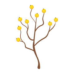 golden berries branch
