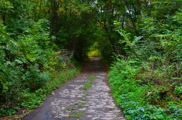 Fototapeta na wymiar A cracked asphalt road passes through dense vegetation in a park area.