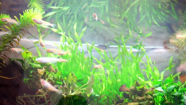 緑の植物が育つ水槽の中を泳ぐメダカ