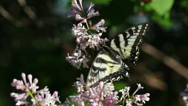 Closeup view of a Monarch butterfly gently spreading it's wings as it navigates between summer lilac blossoms and feeding on the nectar.