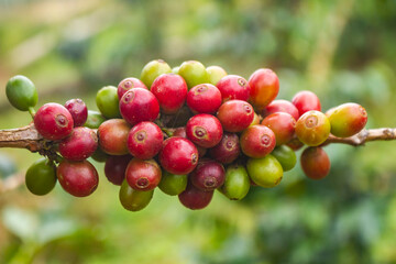 Lao coffee Paksong pictures of ripecoffeebeans ready tobe harvested at the organic coffee plantation farm fresh coffee