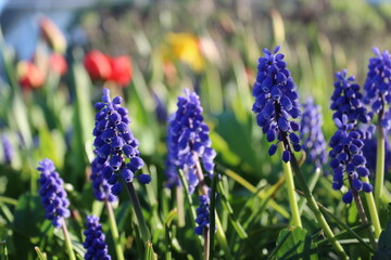 Fototapeta premium Blue grape hyacinth flowers bloom in a spring garden