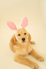 golden retriever puppy wearing bunny ears