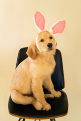 dog wearing easter bunny ears sitting on chair