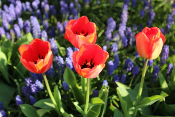 Red tulips and blue muscari flowers in a spring garden