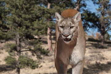 Mountain Lion portrait, also called cougar, panther or Puma in pine meadow of Colorado, USA